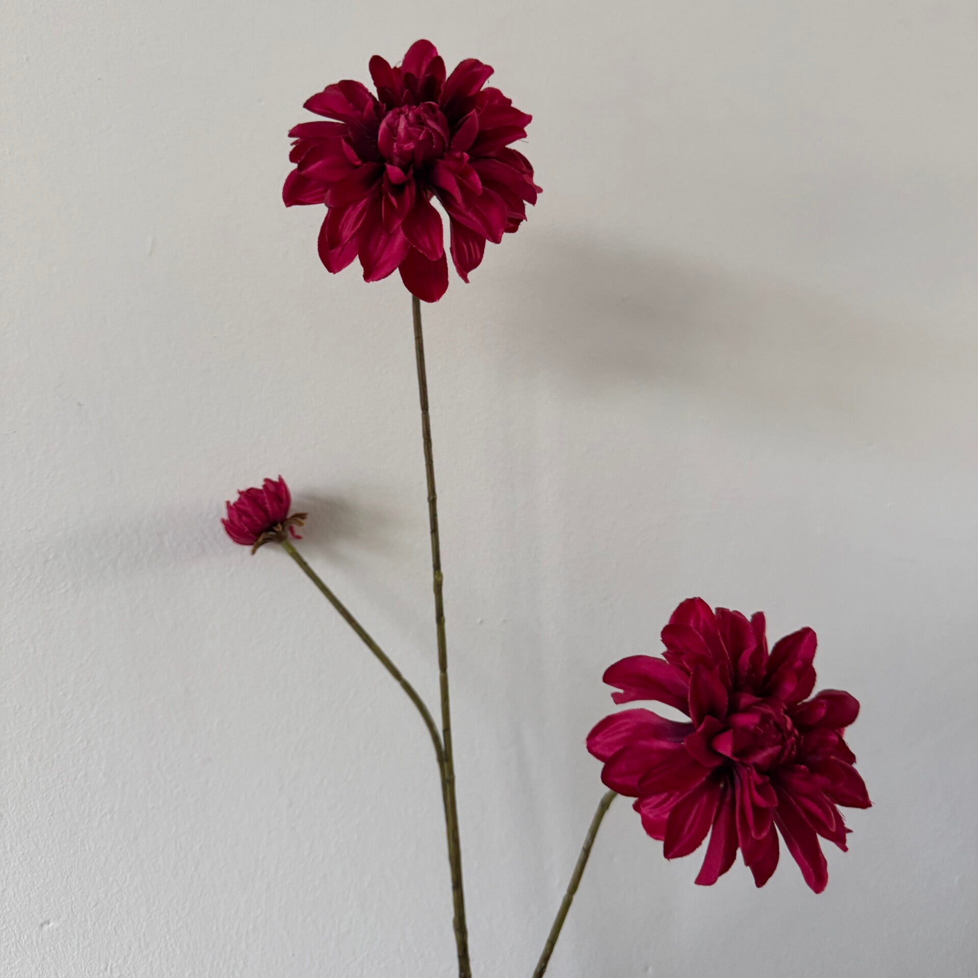 Dhalia's fuchsia