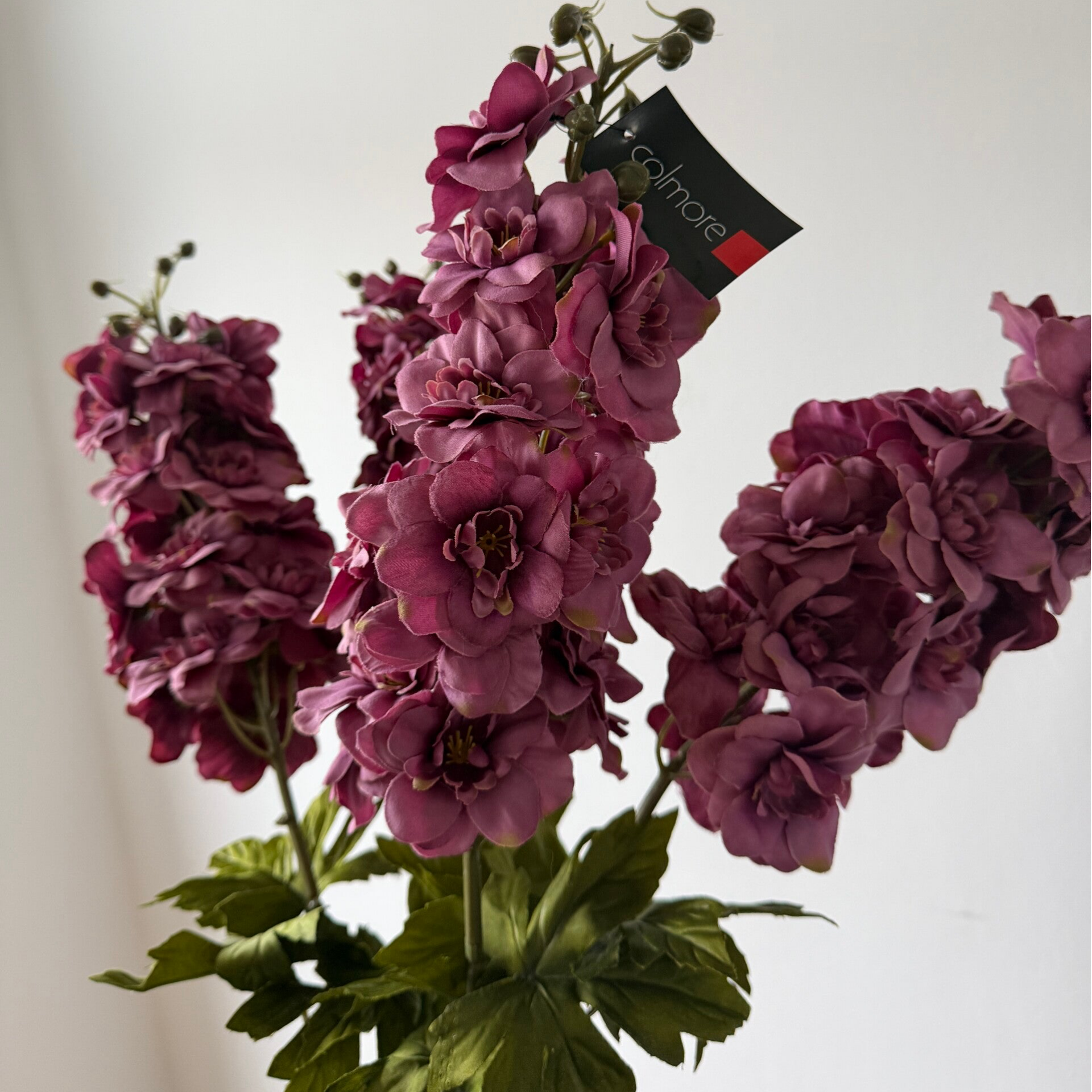 Delphinium Paars