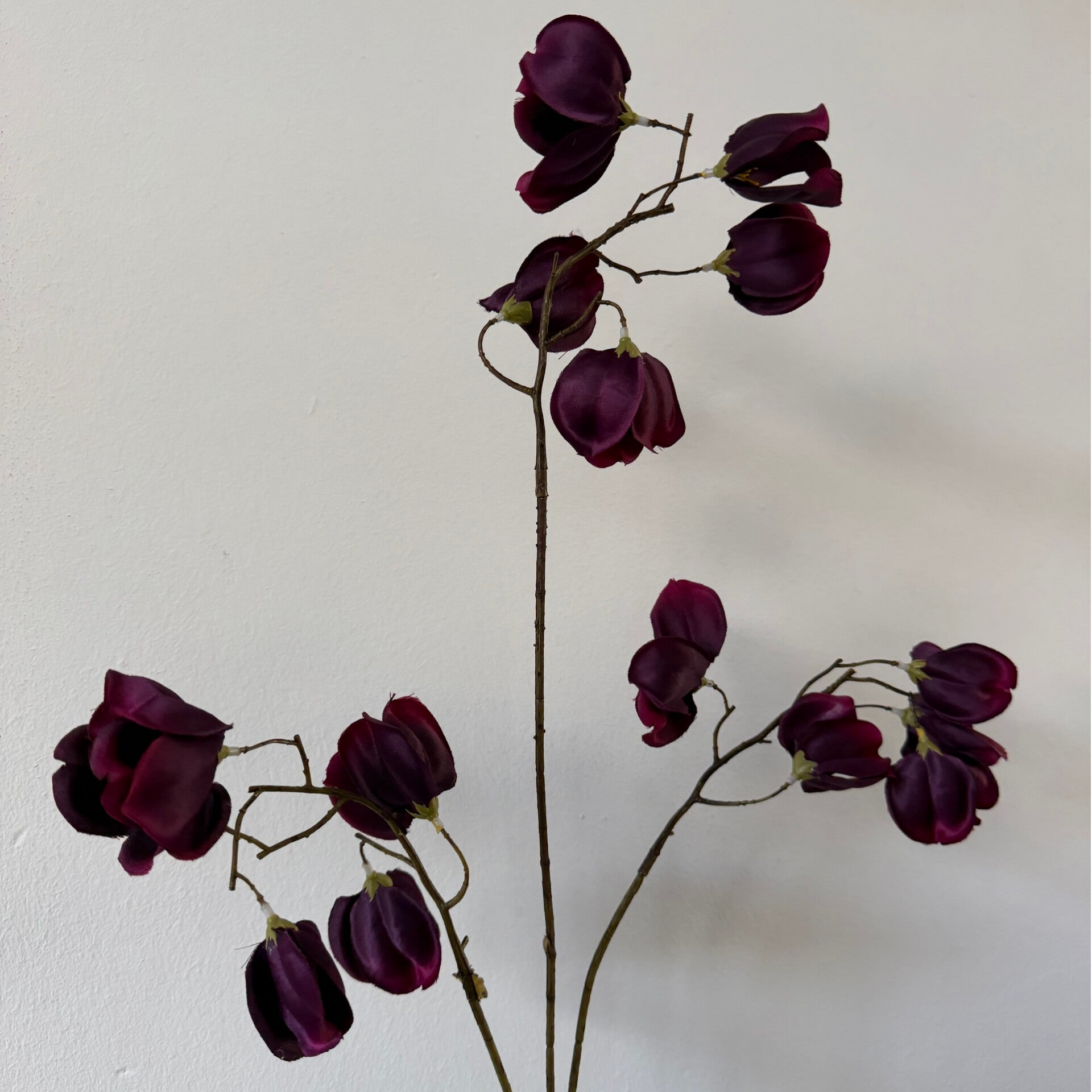 Prunus | Paars