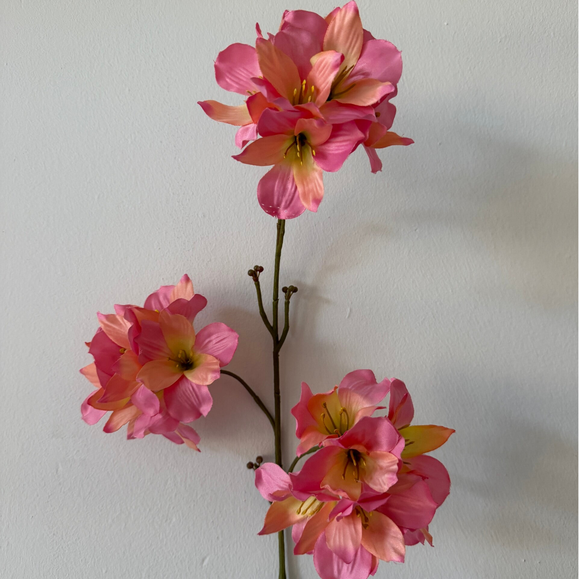 Peach/pink flower