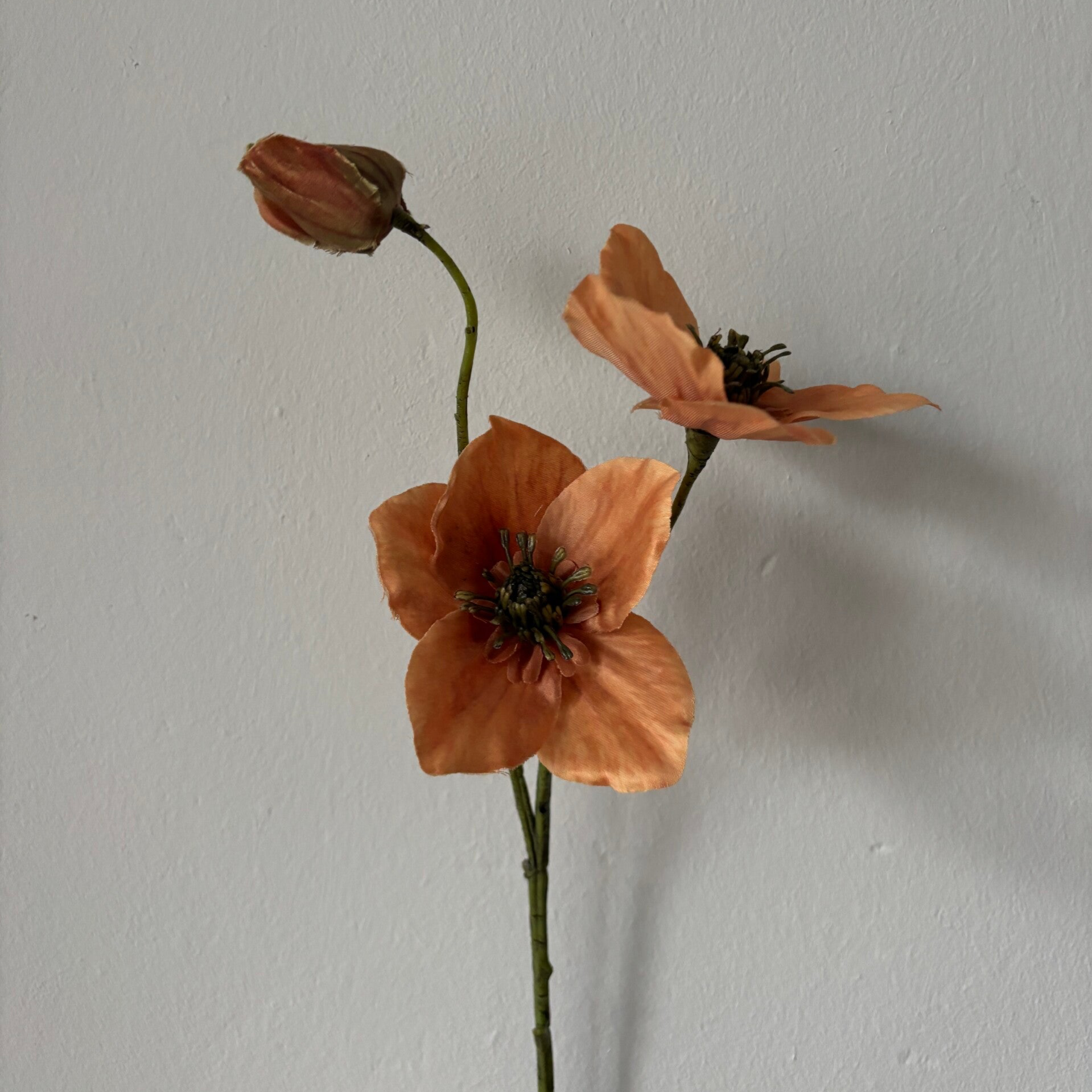 Helleborus " Oranje