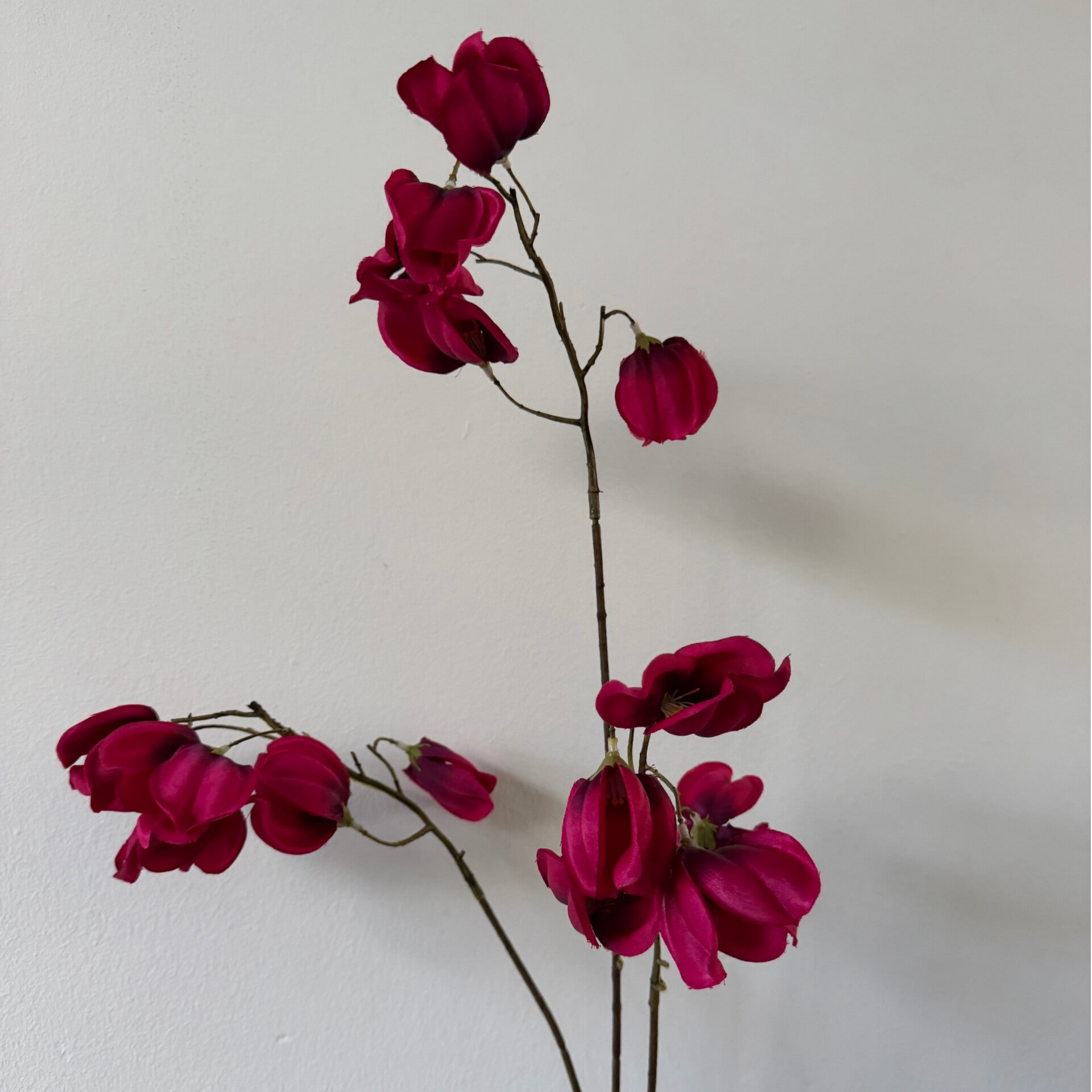 Prunus | Fuchsia