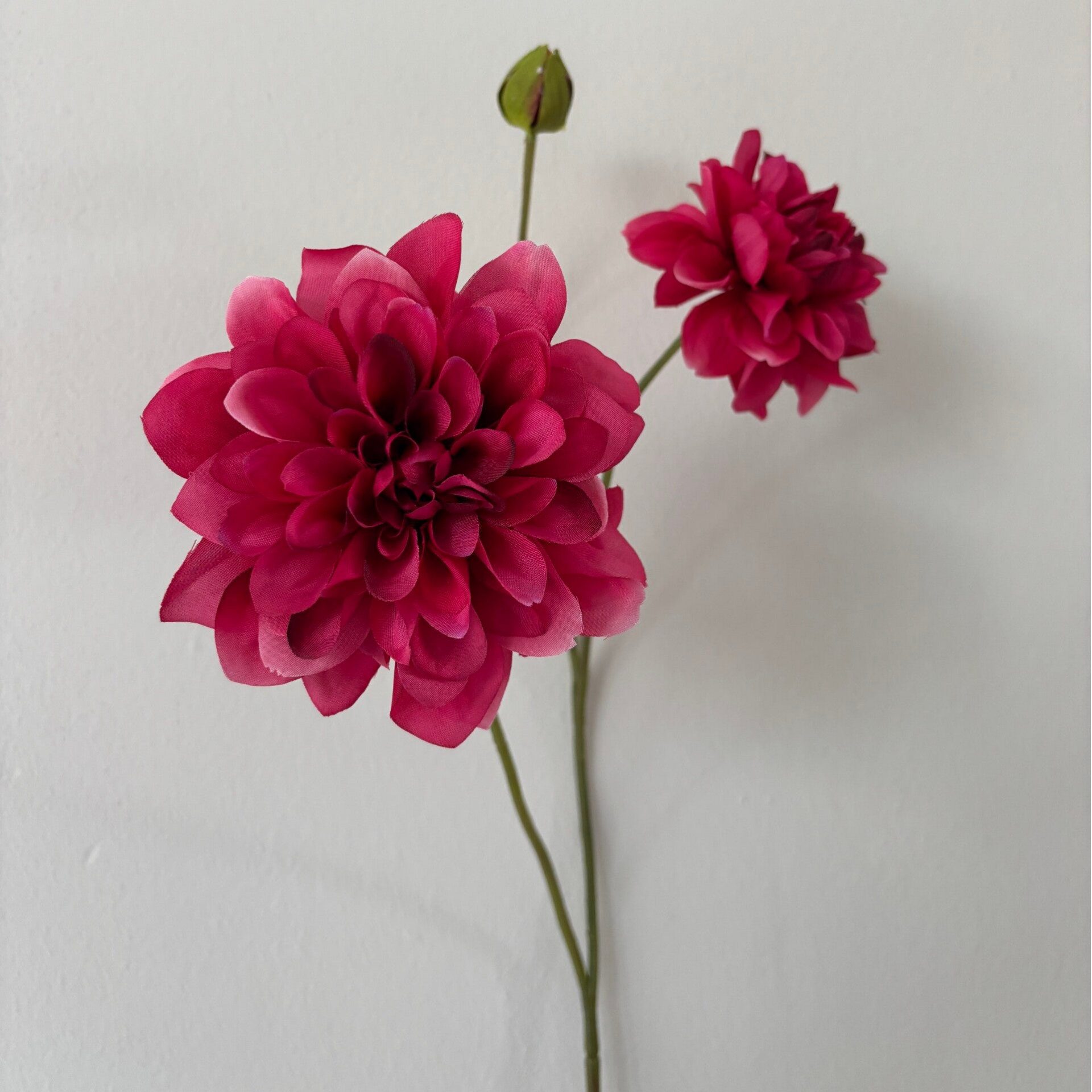 Dahlia | cerise