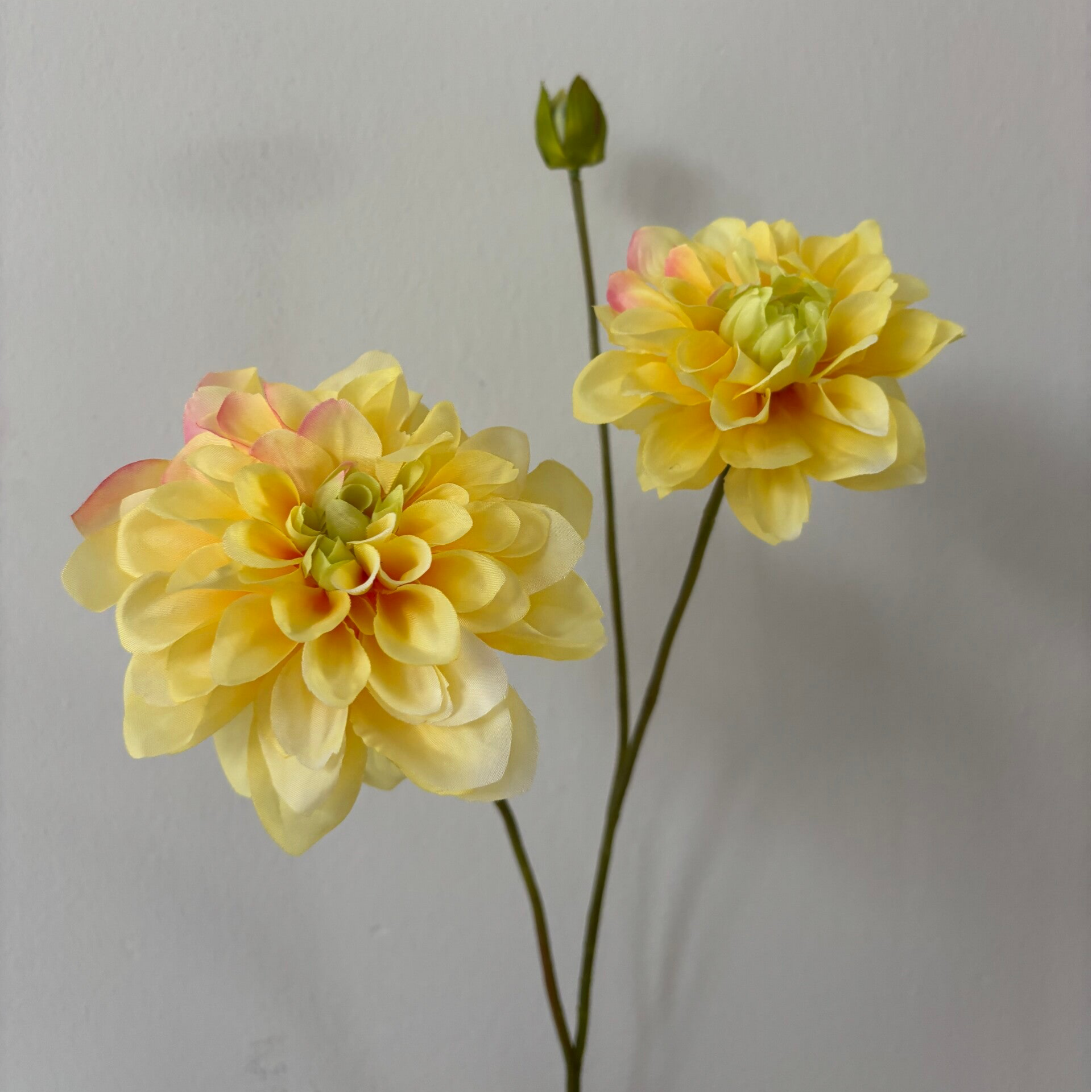Dahlia | Geel