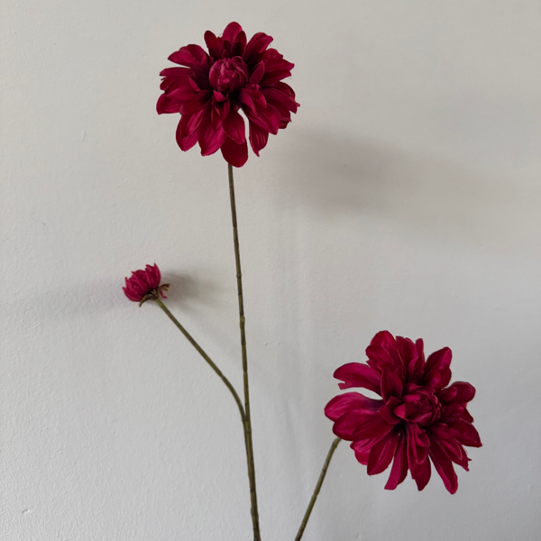 Dhalia's fuchsia