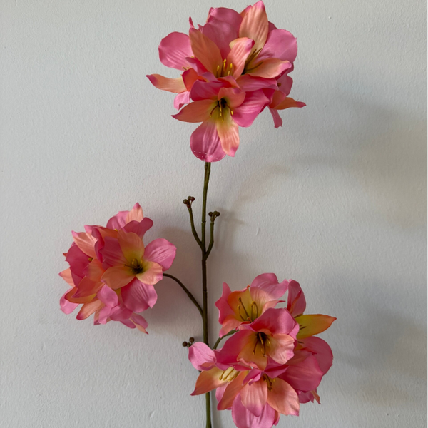 Peach/pink flower