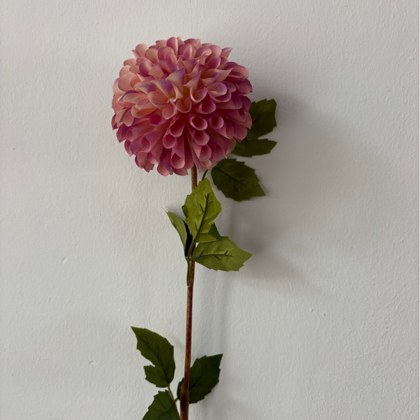 Dahlia fading purple
