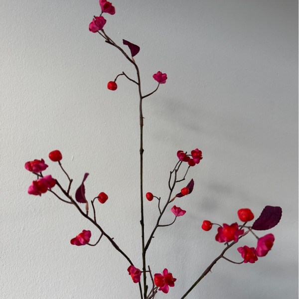Bittersweet | Fuchsia