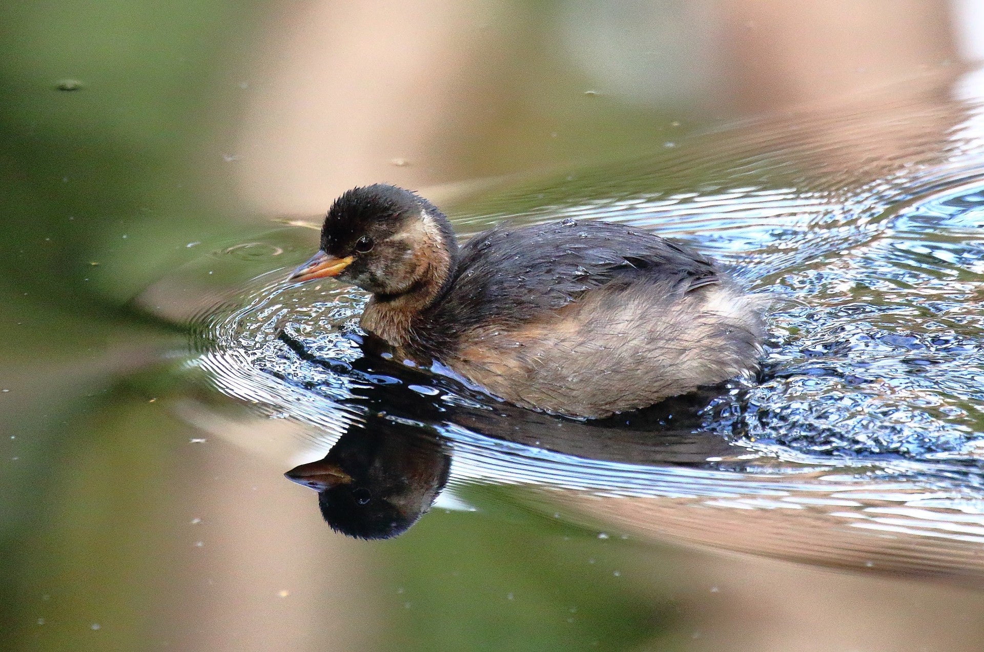 D / Vogels A t/m M | birdwatch