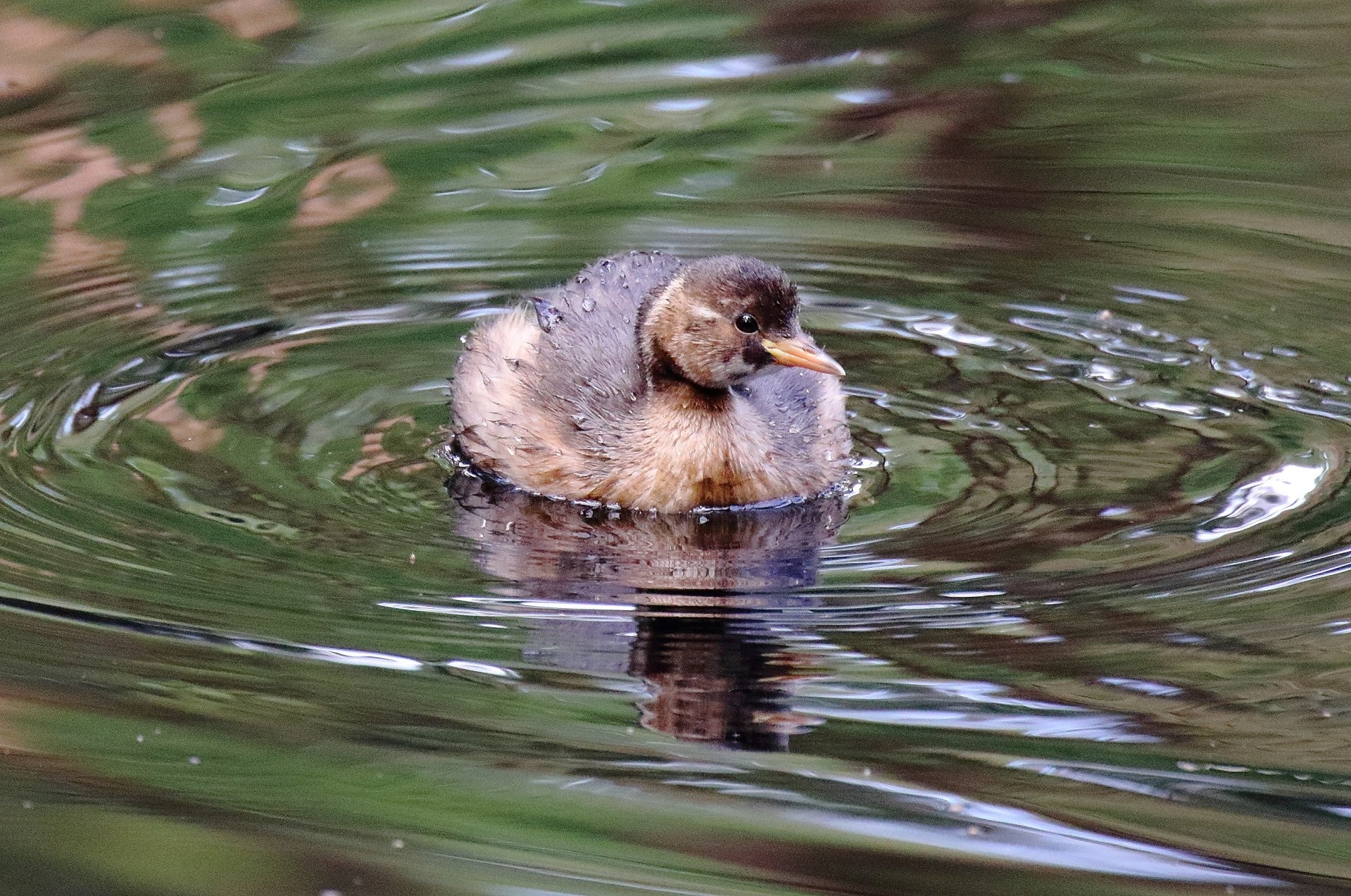 D / Vogels A t/m M | birdwatch