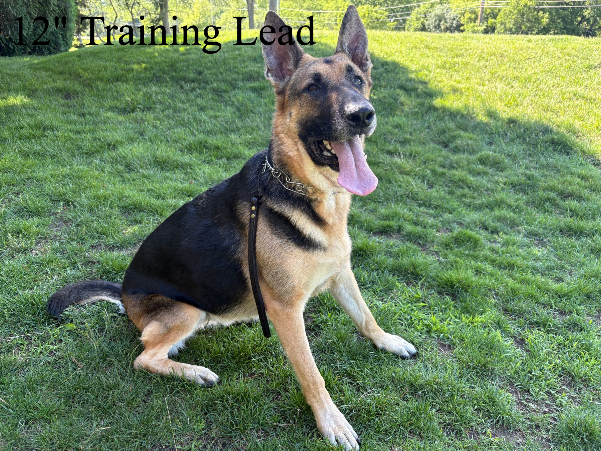 Training Leash