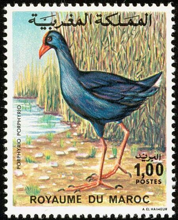 2101 Birds 1976 Morocco (Porphyrio porphyrio) Western Swamphen stamp