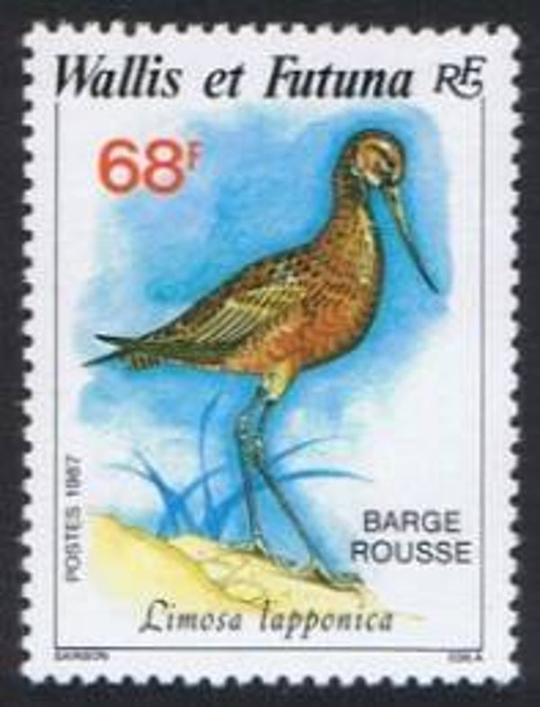 2101 Birds 1987 Wallis et Futuna (Limosa lapponica) Bar-tailed Godwit stamp