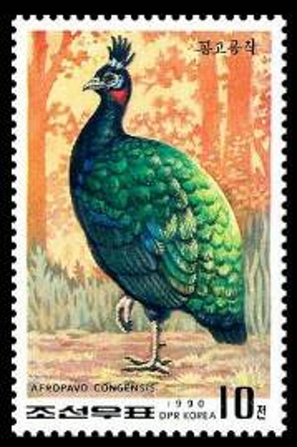 2101 Birds 1990 North Korea (Afropavo congensis) Congo Peafowl stamp
