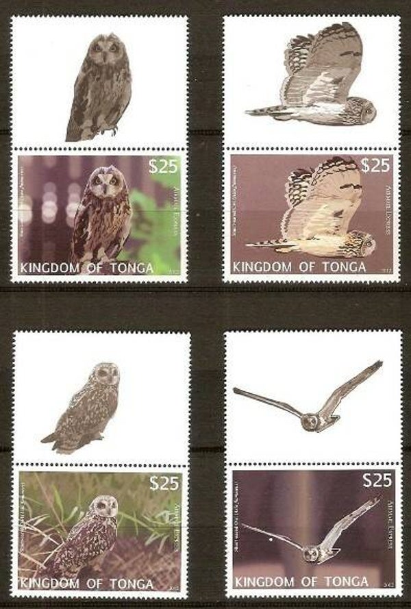 2101 Birds 2012 Tonga Owls (Asio flammeus) Short-eared Owl serie