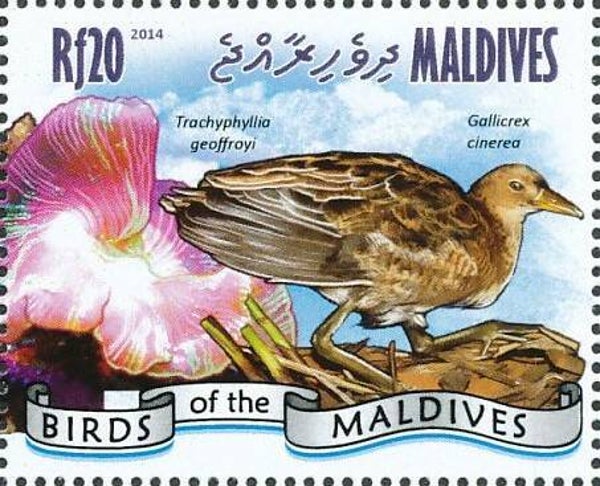 2101 Birds 2014 Maldives (Gallicrex cinerea) Watercock stamp