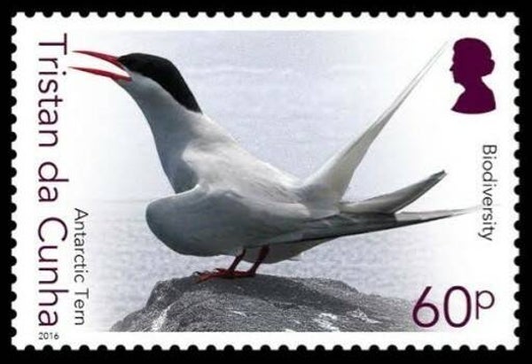 2101 Birds 2016 Tristan da Cunha (Sterna vittata) Antarctic Tern serie