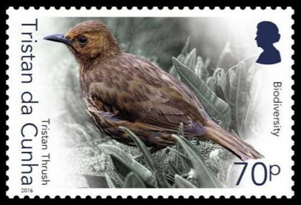 2101 Birds 2016 Tristan da Cunha (Turdus eremita) Tristan Thrush serie