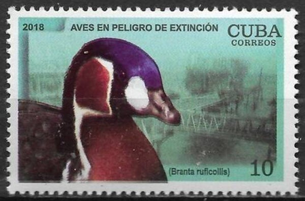 2101 Birds 2018 Cuba Geese (Branta ruficollis) Red-breasted Goose serie