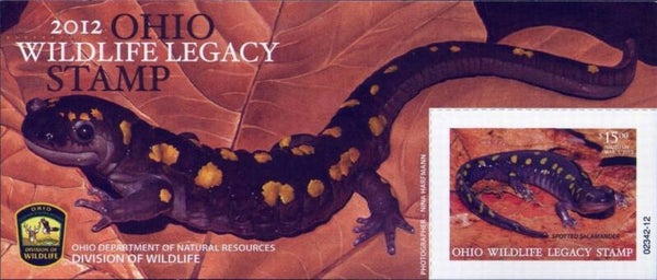 2103 Animals 2012 USA Ohio (Ambystoma maculatum) Spotted Salamander conservation block