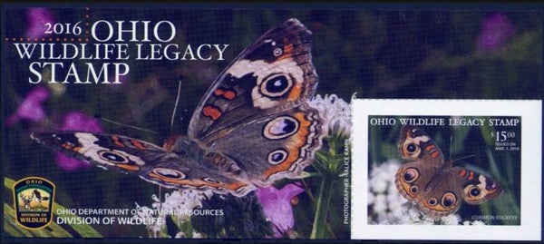 2103 Insects 2016 USA Ohio Butterflies (Junonia coenia) Common Buckeye conservation block