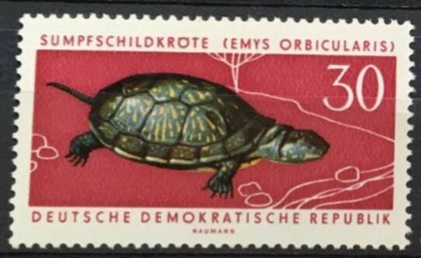 2106 Animals 1963 Germany DDR Turtles (Emys orbicularis) European Pond Turtle stamp