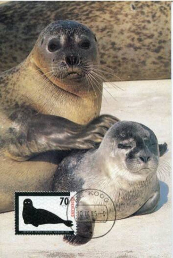 2106 Animals 1985 Netherlands Seals (Phoca vitulina) Harbor Seal maximum card
