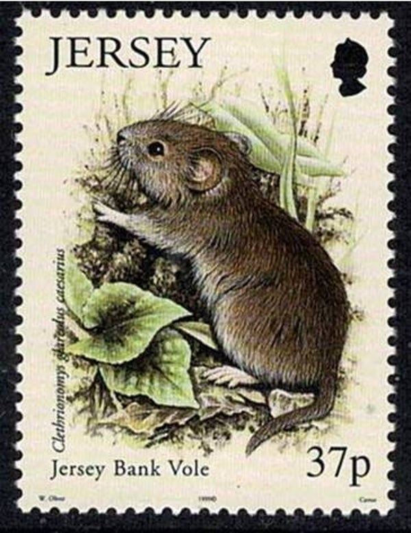 2106 Animals 1999 Jersey Mice (Myodes glareolus caesarius) Jersey Bank Vole stamp