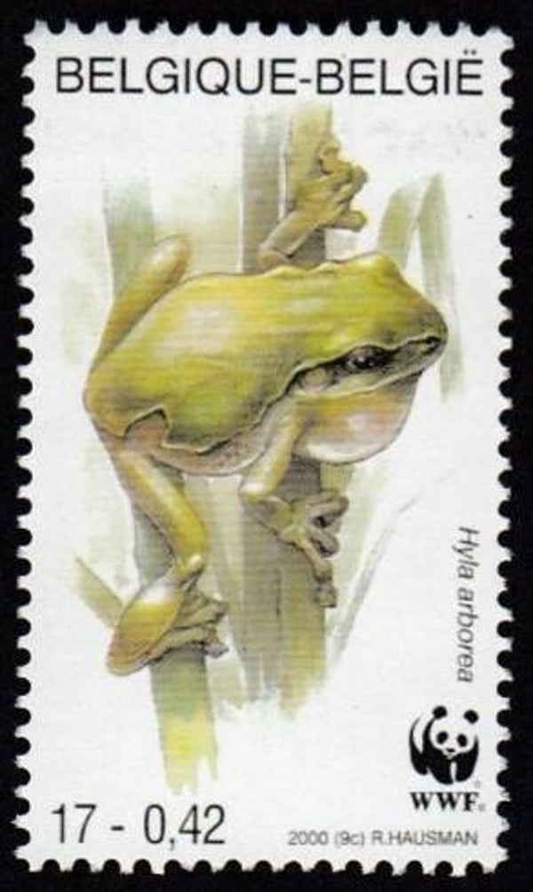 2106 Animals 2000 Belgium Frogs (Hyla arborea) European Tree Frog stamp