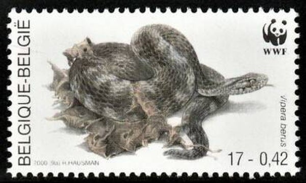 2106 Animals 2000 Belgium Snakes (Vipera berus) Common European Adder stamp