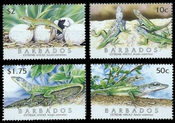 2106 Animals 2005 Barbados Lizards (Anolis extremus) Extreme Anole serie
