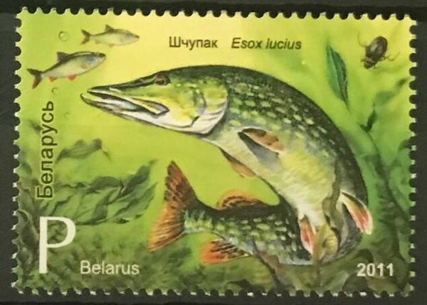 2106 Animals 2011 Belarus Fish (Esox Lucius) Northern Pike serie