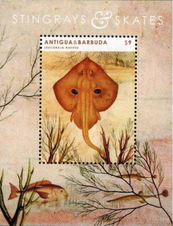 2106 Animals 2012 Antigua & Barbuda Stingrays block
