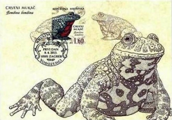 2106 Animals 2013 Croatia Frogs (Bombina bombina) European Fire-bellied Toad maximum card