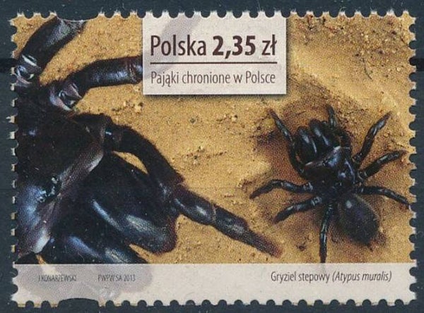 2106 Animals 2013 Poland Spiders (Atypus muralis) stamp