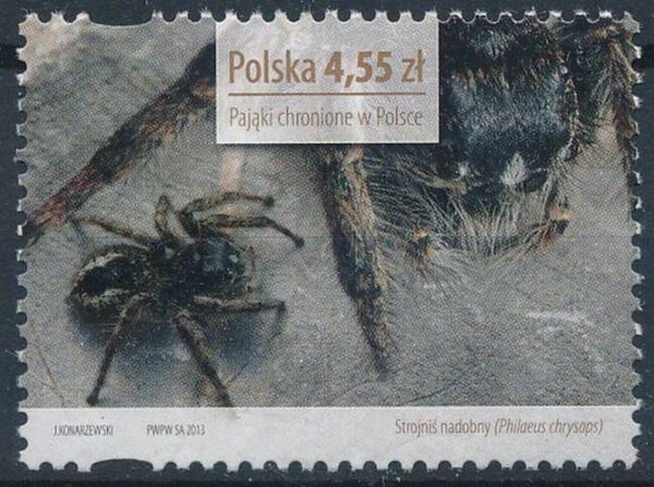 2106 Animals 2013 Poland Spiders (Philaeus chrysops) stamp
