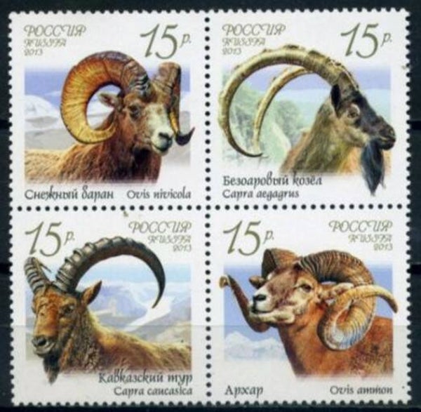 2106 Animals 2013 Russia Sheep block of 4