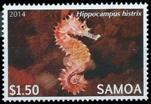2106 Animals 2014 Samoa Seahorses (Hippocampus histrix) Spiny Seahorse serie