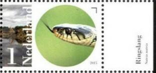2106 Animals 2015 Netherlands Snakes (Natrix natrix) Grass Snake sheet