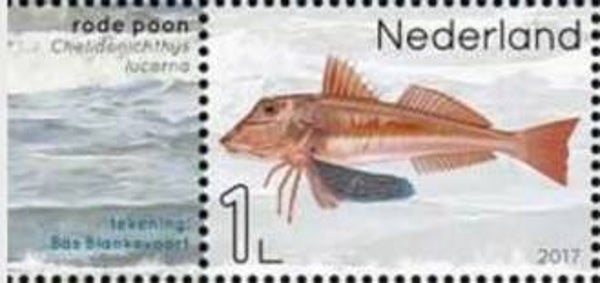 2106 Animals 2017 Netherlands Fishes (Chelidonichthys lucerna) Tub Gurnard stamp