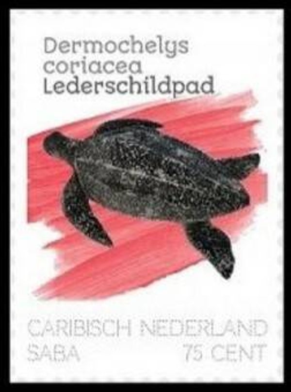 2106 Animals 2020 Caribbean Netherlands Saba Turtles (Dermochelys coriacea) Leatherback Sea Turtle serie