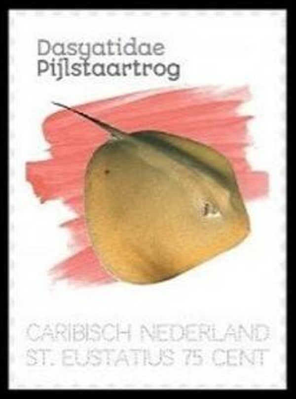 2106 Animals 2020 Caribbean Netherlands St Eustatius (Dasyatidae) Whiptail Stingrays serie