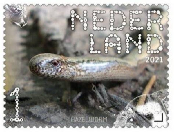 2106 Animals 2021 Netherlands Reptiles Lizards (Anguis fragilis) Slow Worm sheet