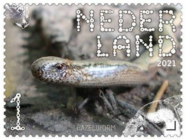 2106 Animals 2021 Netherlands Reptiles Lizards (Anguis fragilis) Slow Worm stamp