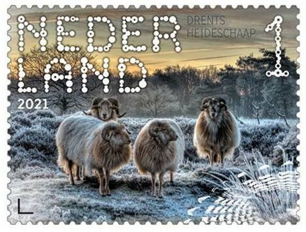 2106 Animals 2021 Netherlands Sheep (Ovis orientalis aries) Breed Drenthe Heath Sheep stamp 2