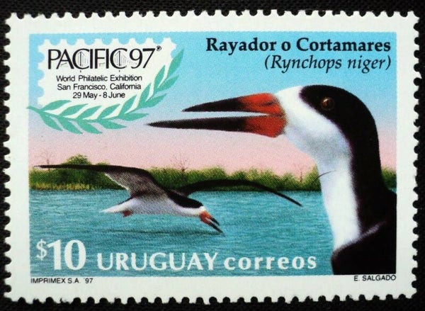 2106 Birds 1997 Uruguay Gulls (Rynchops niger) Black Skimmer stamp
