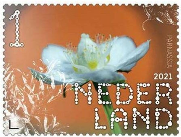2106 Flowers 2021 Netherlands (Parnassia palustris) Marsh Grass of Parnassus stamp