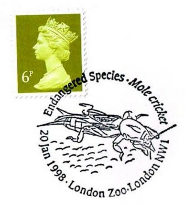 2106 Insects 1998 Great Britain (Gryllotalpa gryllotalpa) European Mole Cricket postmark