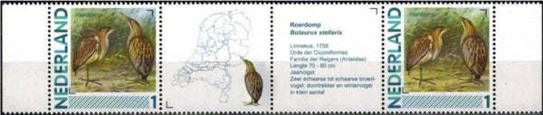 Birds (Botaurus stellaris) Great Bittern 2012 Netherlands strip
