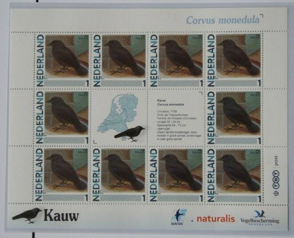 Birds (Coloeus monedula) Western Jackdaw 2012 Netherlands sheet